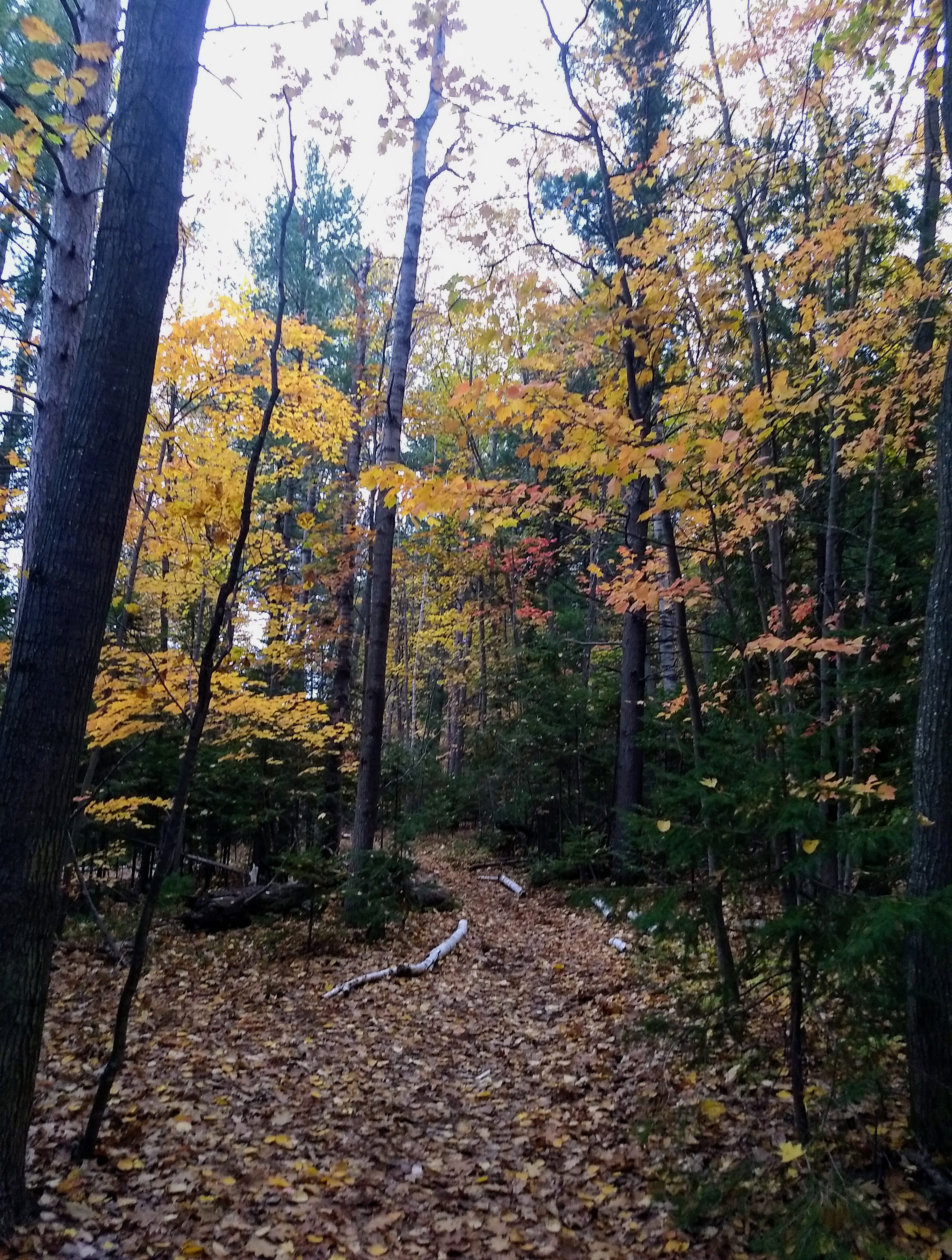 "Photo of autumnal coniferous and deciduous trees where the deciduous trees are various shades of reds, oranges and yellows.