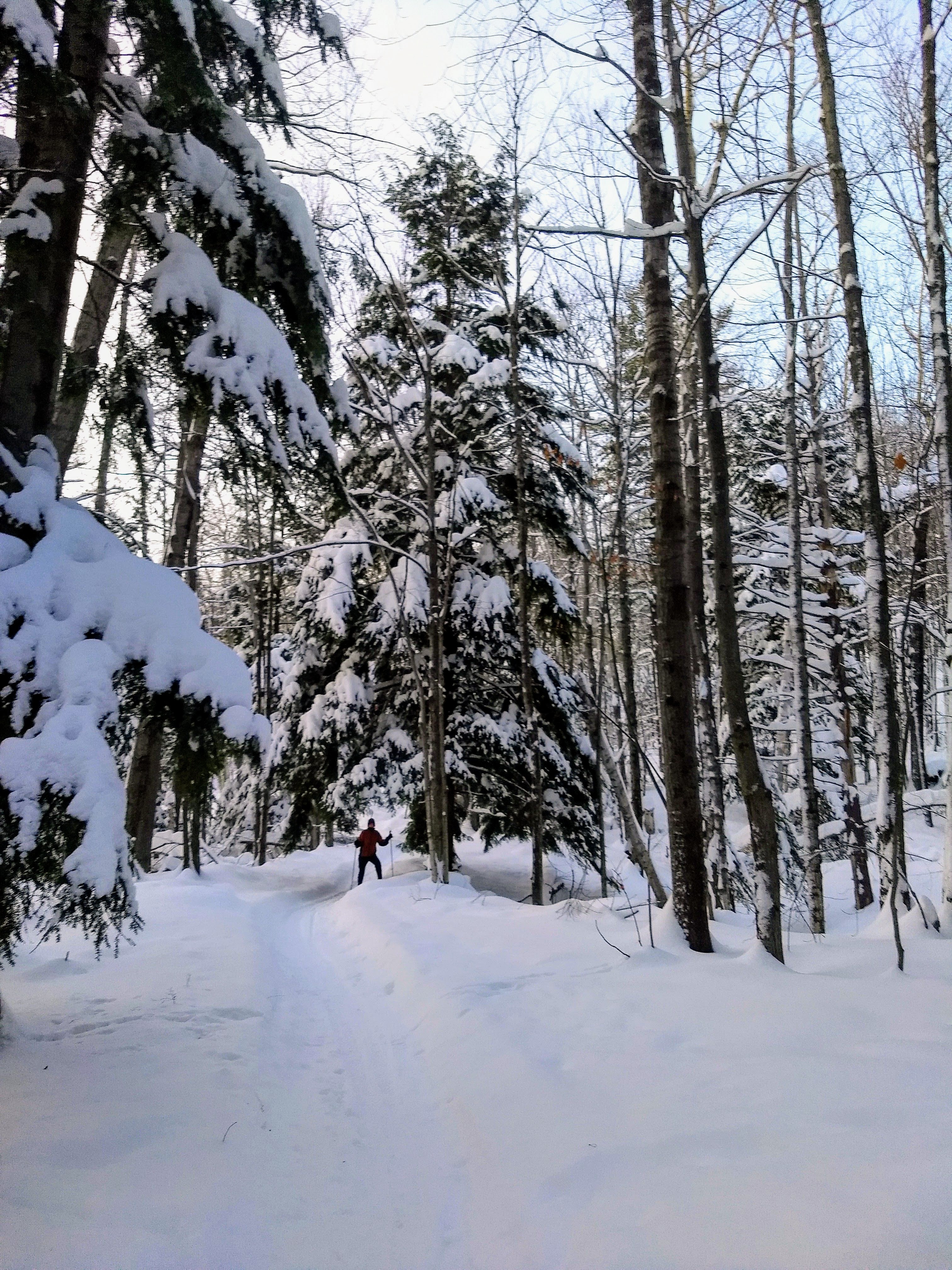 "Photo of a crosscountry skiier beneath a mix of coniferous and deciduous trees.